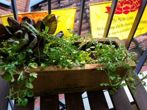 Watercress trough three months later as balcony garden