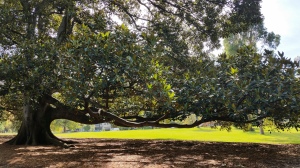 Feel the energy of this magnificent fig with arms outstretched