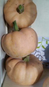 Ripe pumpkins curing and ready to eat