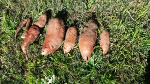 sweet potatoes drying in the sun