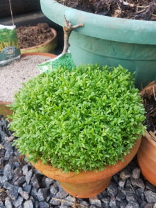 Home grown micro greens - Garden to table throughout the summer