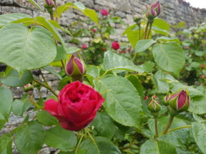 magnificent ruby red for the heart