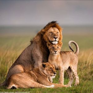 Early mornng walk with the big cats of Africa