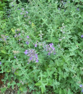 Organic gardening includes companion planting for example cat mint between the cabbages