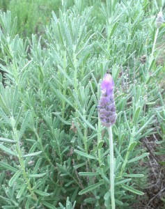 In organic gardens lavender is a great insect repellant