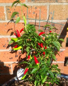 Chilli growing in a pot