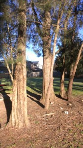 Stand under a healthy tree and do your Qigong