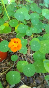 Nasturtiums are perfect for hanging gardens.