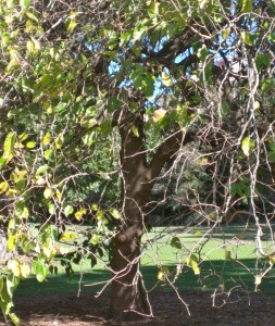 Take time to communicate with trees