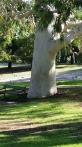 The coolness of this majestic tree was so calming - Adelaide parklands