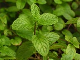 Mint is a great herb for hanging gardens