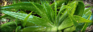 Aloe vera Liliaceae