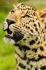 lessons from the leopard