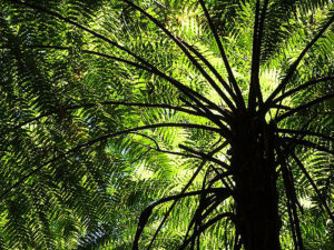 Beautiful tree fern. Photograph by Gavin Ryan