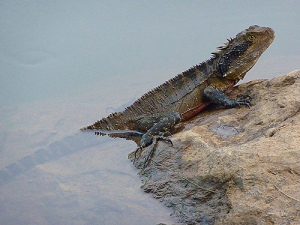 patience of a water dragon